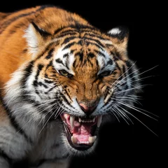 Foto auf Glas Angry tiger portrait isolated on black background © byrdyak