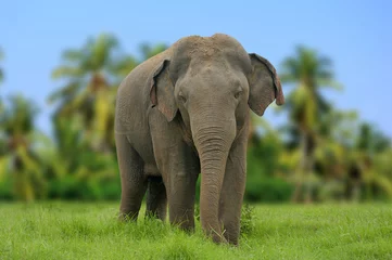 Türaufkleber Elefanten im Nationalpark von Sri Lanka © byrdyak