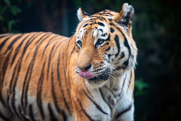 Close up Tiger on trees background