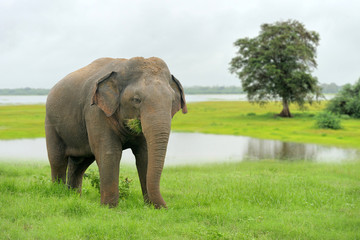 Fototapeta premium Elephants in National Park of Sri Lanka