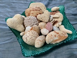 sea shells and coral