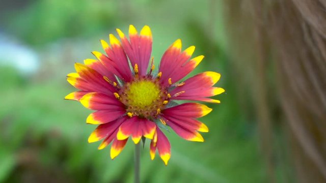 Gaillardia pulchella flower,beautiful Indian blanket flower growing in the garden