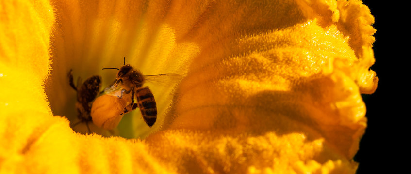 abeille sur une fleur de courgette