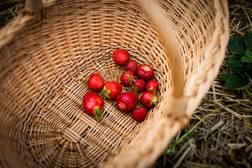 basket full with red delicious strawberries on a strawberry field in summer.