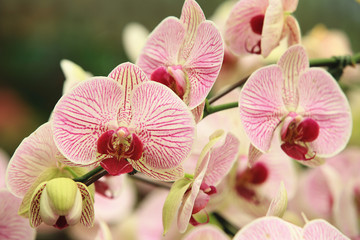 Phalaenopsis(Moth orchid) flowers,beautiful yellow with red flowers blooming in the garden in...