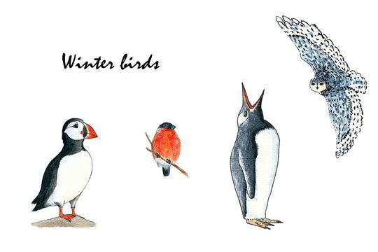 Set of birds- puffin, bullfinch, penguin and owl. Hand drawing watercolor sketch on white background. Colorful illustration. Picture can be used in greeting cards, posters, flyers, banners, logo