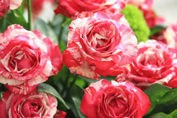Red with white roses,beautiful view of red with white roses blooming in the garden 