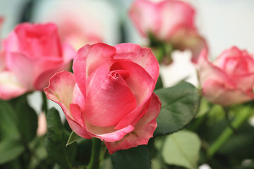 Red with yellow roses,beautiful view of red with yellow roses blooming in the garden 