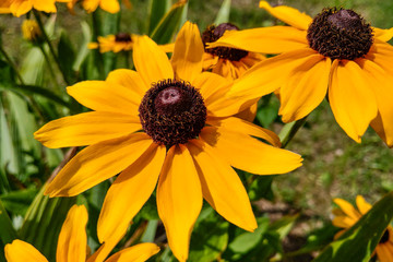 Bright yellow rudbeckia or Black Eyed Susan flowers in the garden.