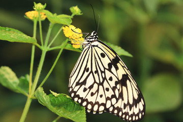 Naklejka premium Large Tree Nymphs butterfly(Paper Kite butterfly,Rice Paper butterfly) and flower,a beautiful butterfly resting on the yellow flower in the garden