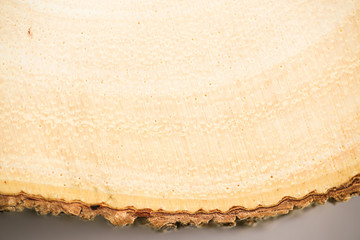 wood round isolated on white, blank wood round