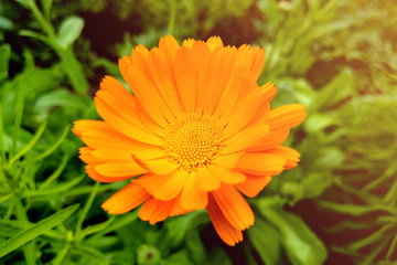 Flower with leaves Calendula, garden or English marigold on blurred green background. Close up of Medicinal Calendula herb.