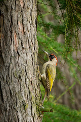 European green woodpecker in the natural environment, wildlife, close up, Europe, Picus viridis