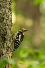 Middle Spotted Woodpecker in the natural environment, close up, Europe, Leiopicus medius
