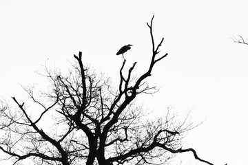 Silhouette of a great heron on a tree