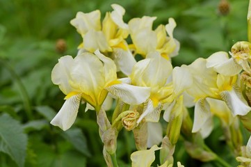 Irises in the flowerbed.