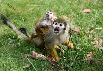 Obraz premium Squirrel Monkeys Being Amazed