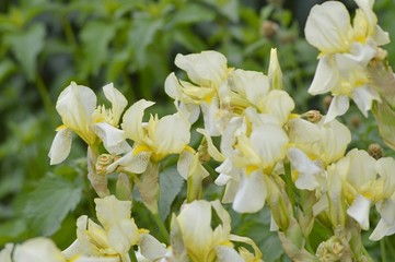 Irises in the flowerbed.