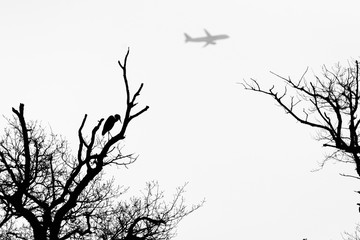 Silhouette of a great heron on a tree with a plane in background