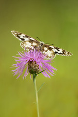 Colorful butterfly in the natural environment, spread wings,  close up, detail, wildlife, Europe, Asia 