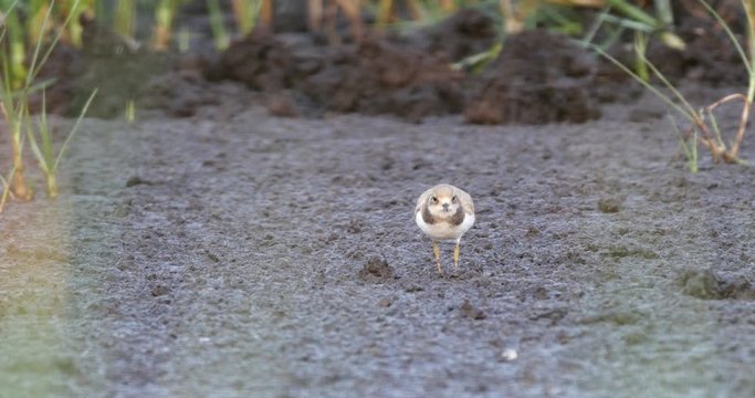 little ringed plover, Charadrius dubius, running and foraging in wetland habitat