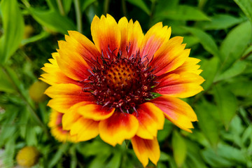 Flower - closeup of an indian blanket with copy-space.