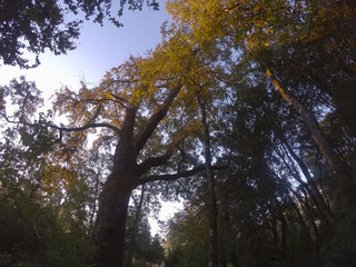 Fototapeta premium trees in autumn