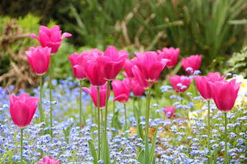 Obraz premium Beautiful Tulips in an English Flower Bed 