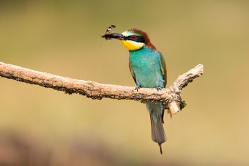 European Bee-eater, Merops apiaster, beautiful bird sitting on the branch with insects bee in beak.