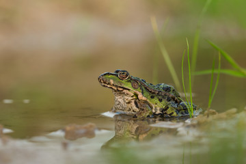 Edible frog on the on cracked dry ground, ecology, close up, natural environment, wild animal, Europe