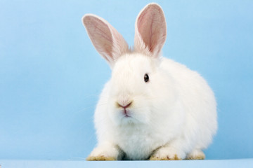 a small white fluffy rabbit on a blue background . Easter Bunny on a trendy blue background concept for the Easter holiday.