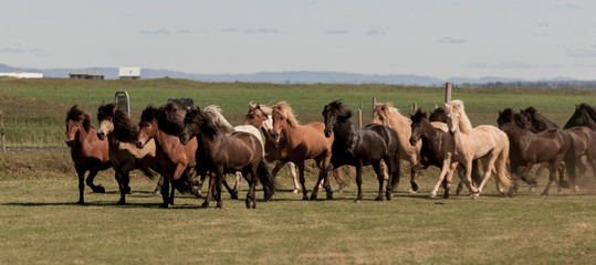 Running herd of Icelandic  horses