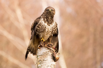 Common buzzard ( buteo buteo ) sitting on a pine tree stump. Wild bird in nature with pine forest...