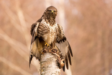 Common buzzard ( buteo buteo ) sitting on a pine tree stump. Wild bird in nature with pine forest background