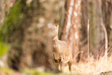 Roe deer, (Capreolus, capreolus) stands  in a pine forest and  hiding behind a pine tree. Wildlife scenery.