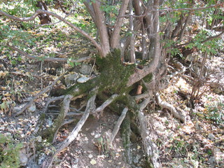 the roots of a small tree