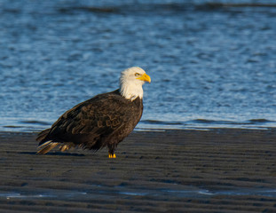 Bald Eagle Resting Along the Shoreline
