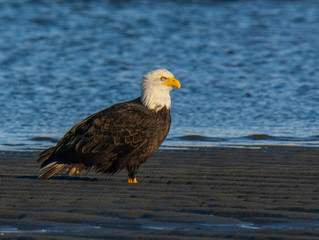 Bald Eagle Resting Along the Shoreline