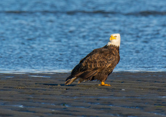 Bald Eagle Resting Along the Shoreline