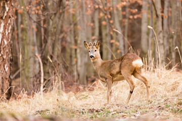Naklejka na ściany i meble Roe deer, (Capreolus, capreolus) stands on a mountain meadow. In the background is a pine forest. Wildlife scenery