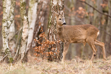 Roe deer, (Capreolus, capreolus) stands on a mountain meadow. In the background is a pine forest. Wildlife scenery