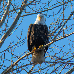 Bald Eagle Resting Along the Shoreline