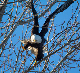 Bald Eagle Flying Along the Coast