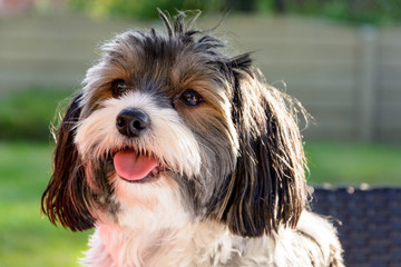 portrait of a Biewer terrier dog