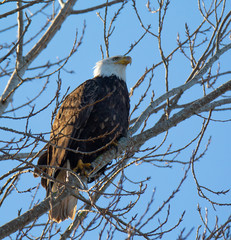 Bald Eagle Resting Along the Shoreline