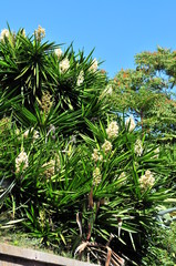 Yucca plant in full bloom