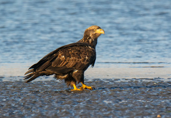 Bald Eagle Resting Along the Shoreline