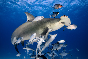 Great Hammerhead diving in the Bahamas