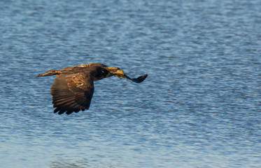 Bald Eagle Flying Along the Coast