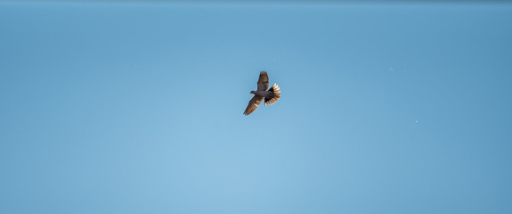 Dove in the air with wings wide open with blue sky background